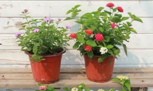 太原二虎爆料最新消息视频  第3张 太原二虎爆料最新消息视频  第3张