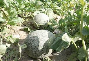 酱紫娱乐吃瓜,揭秘娱乐圈最新吃瓜事件  第2张 酱紫娱乐吃瓜,揭秘娱乐圈最新吃瓜事件  第2张