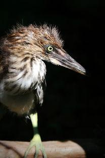 雏鸟 在线观看,在线观看萌动瞬间  第2张 雏鸟 在线观看,在线观看萌动瞬间  第2张