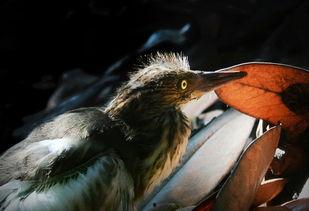 雏鸟 在线观看,在线观看萌动瞬间  第3张 雏鸟 在线观看,在线观看萌动瞬间  第3张