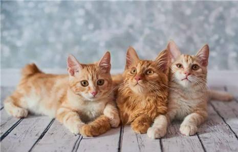 猫咪遥控爆料视频大全下载,盘点萌宠趣味视频大全  第2张 猫咪遥控爆料视频大全下载,盘点萌宠趣味视频大全  第2张