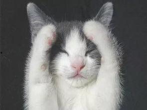 猫咪遥控爆料视频大全下载,盘点萌宠趣味视频大全  第3张 猫咪遥控爆料视频大全下载,盘点萌宠趣味视频大全  第3张